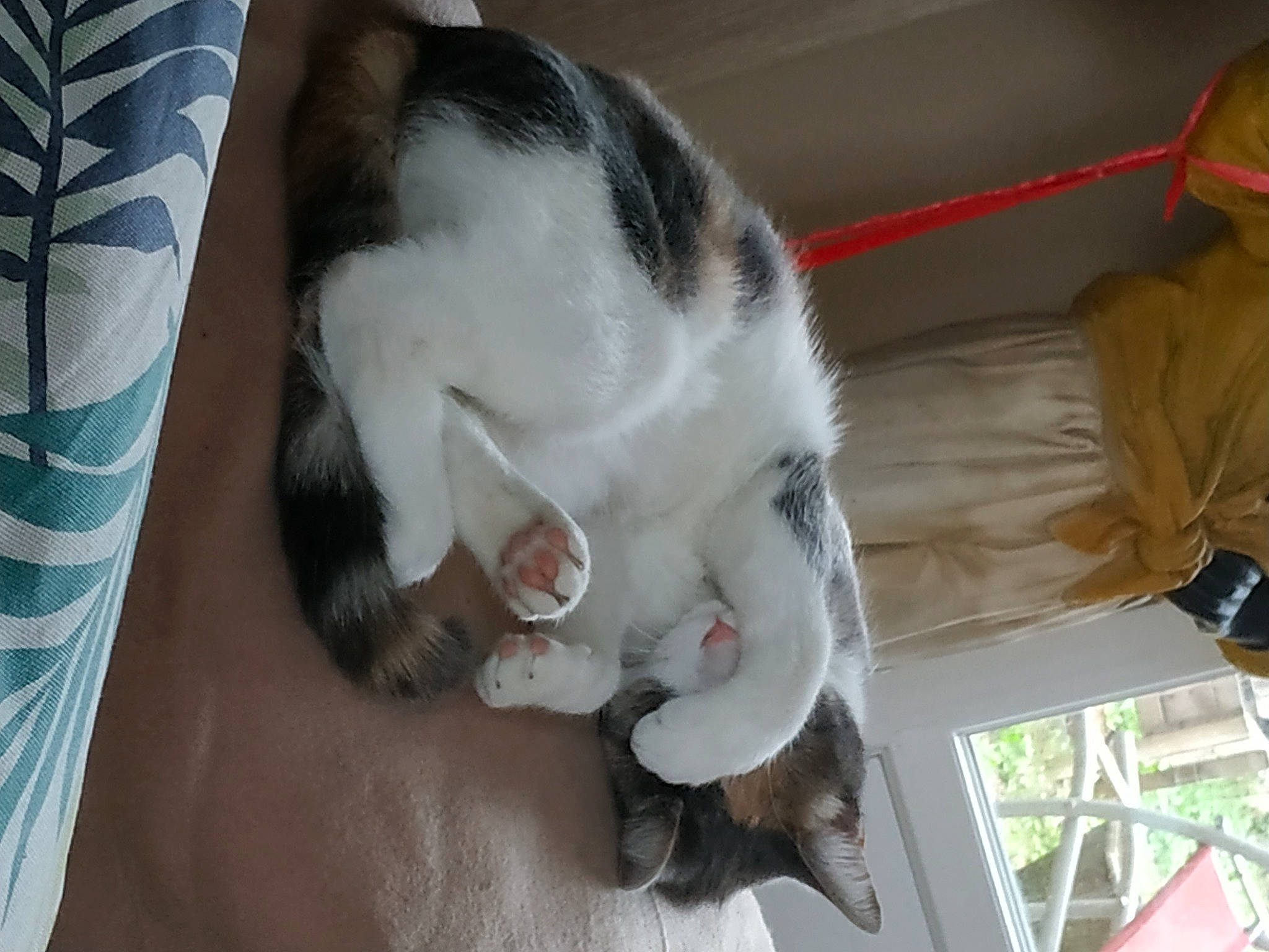 Titoune a rejoint le concours — aidez-le/la à gagner de superbes lots ! beard, carnivore, cat, claw, comfort, dog_breed, domestic_short_haired_cat, ear, eyelash, fang, felidae, fur, jaw, nap, nose, paw, small_to_medium_sized_cats, snout, tail, whiskers