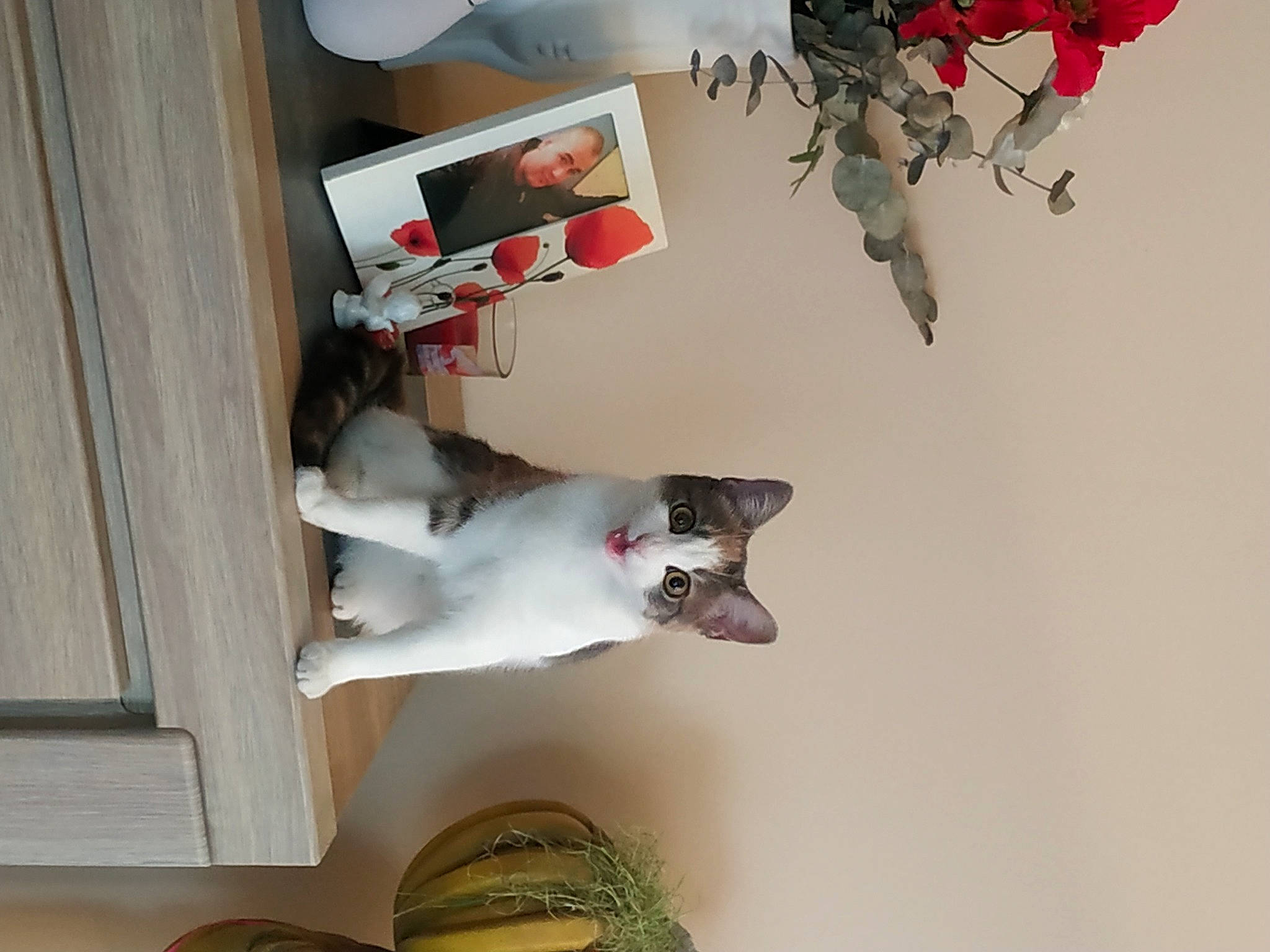 Titoune participe au concours pour gagner de l'argent avec cette photo : art, building, carmine, carnivore, ceiling, companion_dog, dog, door, flooring, hardwood, home_door, house, plant, red, room, shelf, sporting_group, stairs, window, wood