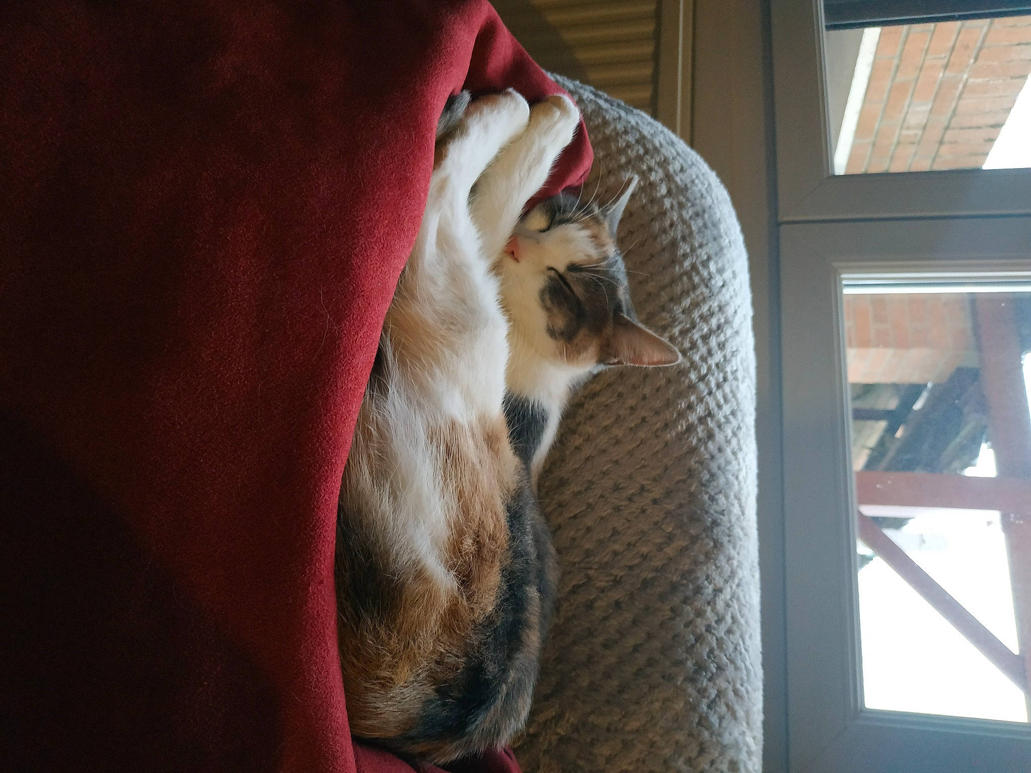 Titoune a rejoint le concours — aidez-le/la à gagner de superbes lots ! carnivore, comfort, companion_dog, dog, dog_breed, dog_supply, domestic_short_haired_cat, fawn, felidae, flooring, fur, hardwood, pet_supply, room, small_to_medium_sized_cats, sporting_group, tail, whiskers, window, wood