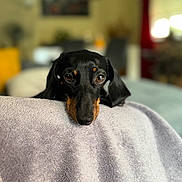 Una participe au concours pour gagner de l'argent avec cette photo : dog, dachshund, pet, indoor, blanket, resting, black_coat, tan_markings, closeup, animal, cute, cozy, soft_texture, portrait, looking, face, expression, blurred_background, home, comfort