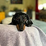 dog, dachshund, pet, indoor, blanket, resting, black_coat, tan_markings, closeup, animal, cute, cozy, soft_texture, portrait, looking, face, expression, blurred_background, home, comfort
