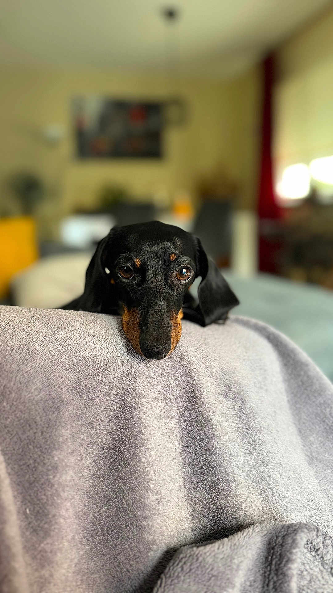 Una participe au concours pour gagner de l'argent avec cette photo : dog, dachshund, pet, indoor, blanket, resting, black_coat, tan_markings, closeup, animal, cute, cozy, soft_texture, portrait, looking, face, expression, blurred_background, home, comfort