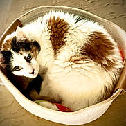 Lily joined the competition — help win amazing prizes! cat, basket, fur, green_eyes, curled_up, indoor, cozy, pet, animal, white_fur, brown_fur, floor, looking_up, relaxing, cute, domestic_cat, feline, resting, snug, curious