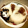 cat, basket, fur, green_eyes, curled_up, indoor, cozy, pet, animal, white_fur, brown_fur, floor, looking_up, relaxing, cute, domestic_cat, feline, resting, snug, curious