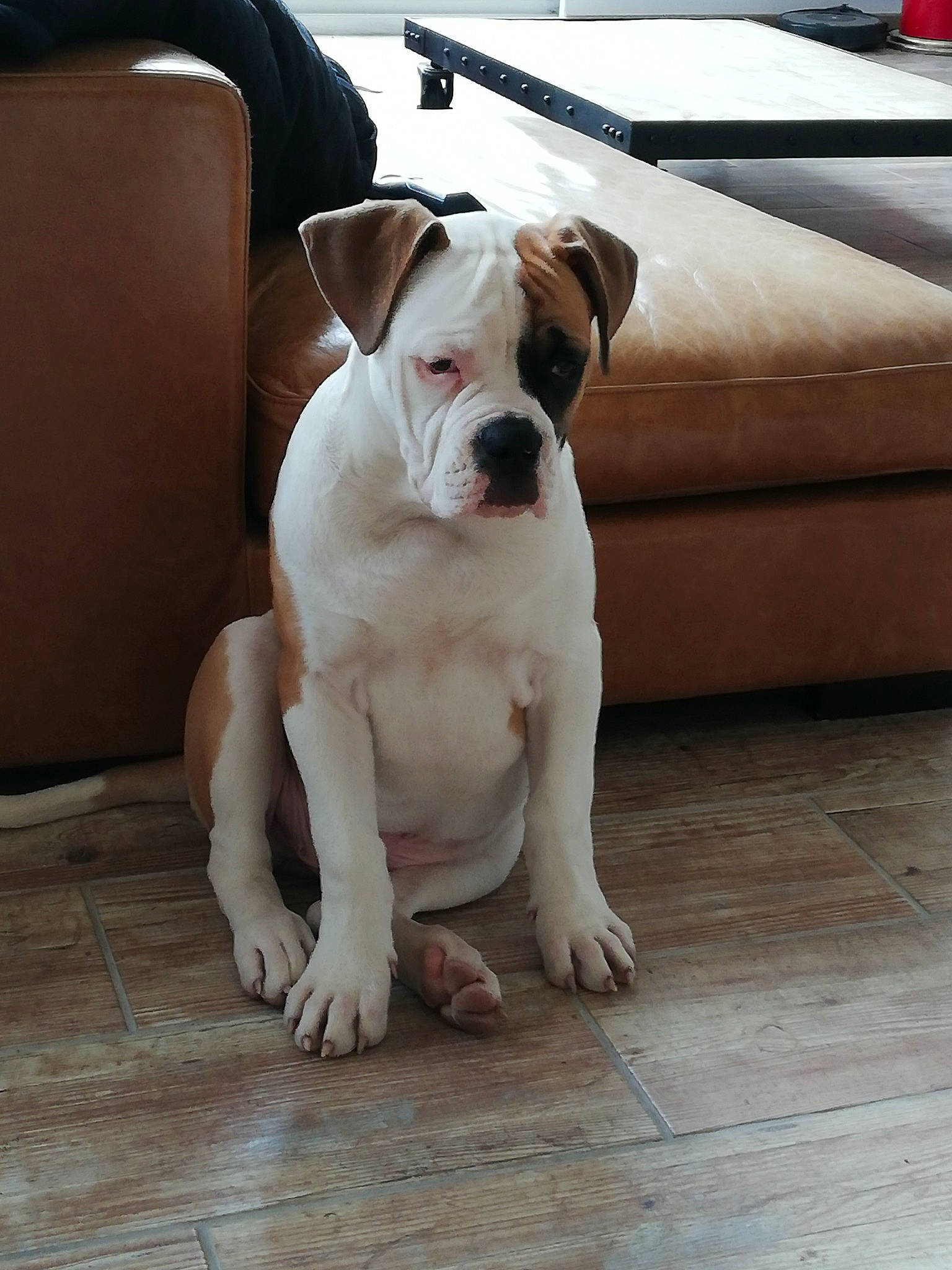 Oakley a rejoint le concours — aidez-le/la à gagner de superbes lots ! american_bulldog, australian_bulldog, bulldog, canidae, carnivore, companion_dog, dog, dog_breed, dorset_olde_tyme_bulldogge, mammal, molosser, non_sporting_group, old_english_bulldog, olde_english_bulldogge, renascence_bulldogge, snout, toy_bulldog, valley_bulldog, vertebrate, white_english_bulldog