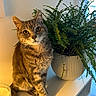 animal, candle, cat, cozy, curious, decor, domestic, eyes, fur, greenery, home, indoor, lighting, pet, plant, potted_plant, relaxed, shelf, tabby_cat, whiskers