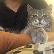 Pompon participe au concours pour gagner de l'argent avec cette photo : animal, arms, cat, close_up, comfort, couch, domestic_animal, face, feline, fur, gray_cat, home, human, indoor, person, pet, portrait, relaxed, resting, whiskers