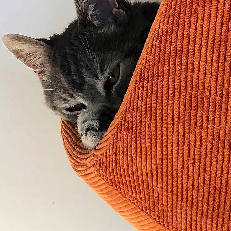 Pompon participe au concours pour gagner de l'argent avec cette photo : animal, cat, closeup, corduroy, cozy, curious, ears, face, feline, home, indoor, orange_cushion, peek, pet, relaxed, resting, soft_light, tabby, texture, whiskers