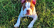 Ice a rejoint le concours — aidez-le/la à gagner de superbes lots ! dog, grass, outdoor, pet, animal, brown, white, ears, lying_down, nature, sunlight, green, canine, alert, summer, field, portrait, mammal, daylight, cute
