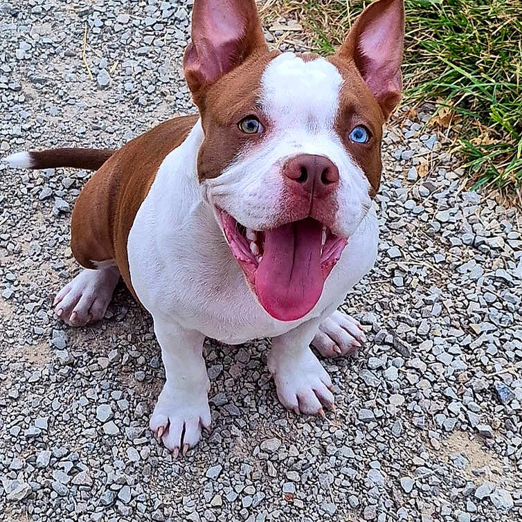 Ice a rejoint le concours — aidez-le/la à gagner de superbes lots ! dog, puppy, blue_eyes, ears, tongue_out, smiling, gravel, path, grass, outdoor, pet, animal, happy, cute, sitting, brown_and_white, canine, nature, playful, friendly