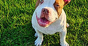 Ice participe au concours pour gagner de l'argent avec cette photo : animal, canine, closeup, daylight, dog, ears, friendly, grass, greenery, happy, mammal, nature, outdoor, pet, playful, sitting, smiling, summer, sunlight, tongue