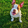 Ice participe au concours pour gagner de l'argent avec cette photo : dog, grass, greenery, sunlight, happy, pet, outdoor, animal, canine, ears, smiling, nature, playful, mammal, summer, daylight, closeup, sitting, tongue, friendly