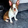 dog, boston_terrier, brown_and_white, heterochromia, sitting, floor, tile_floor, couch, pillows, indoor, pet, animal, looking_up, ears_up, collar, home, living_room, cute, alert, companion