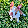 Ice participe au concours pour gagner de l'argent avec cette photo : dog, grass, greenery, outdoor, pet, animal, blue_eyes, ears, nature, summer, field, flower, cute, young_dog, sitting, sunlight, mammal, adorable, portrait, attention