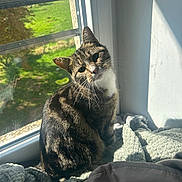 Mystic participe au concours pour gagner de l'argent avec cette photo : cat, tabby, pet, animal, window, sunlight, blanket, indoor, cozy, fur, curious, soft, shadow, resting, domestic, cute, mammal, home, relaxing, portrait