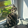 cat, tabby, pet, animal, window, sunlight, blanket, indoor, cozy, fur, curious, soft, shadow, resting, domestic, cute, mammal, home, relaxing, portrait