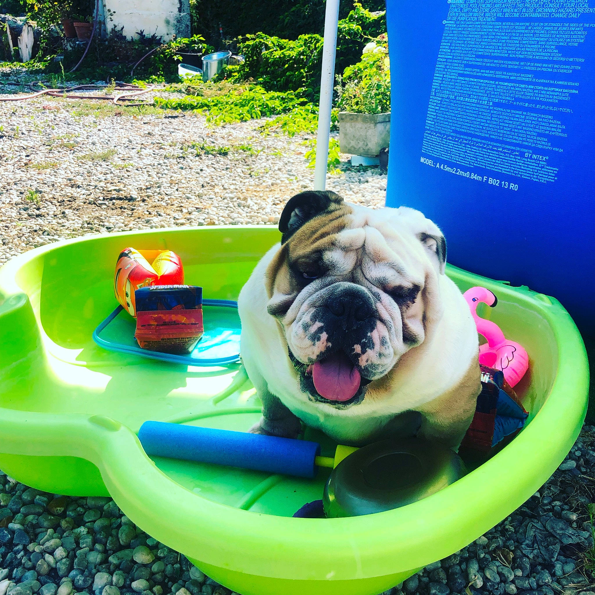 Youyou a rejoint le concours — aidez-le/la à gagner de superbes lots ! american_bulldog, australian_bulldog, bulldog, canidae, carnivore, companion_dog, dog, dog_breed, fawn, french_bulldog, fun, grass, leisure, non_sporting_group, old_english_bulldog, olde_english_bulldogge, pug, puppy, snout, toy_bulldog