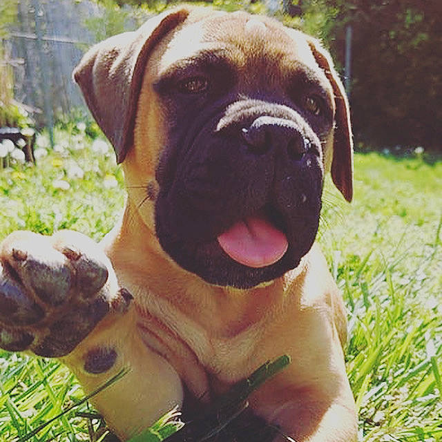Rio participe au concours pour gagner de l'argent avec cette photo : american_mastiff, ancient_dog_breeds, boerboel, boxer, bullmastiff, canidae, carnivore, companion_dog, dog, dog_breed, english_mastiff, fawn, grass, mammal, molosser, rare_breed_dog, snout, sporting_group, vertebrate, working_dog