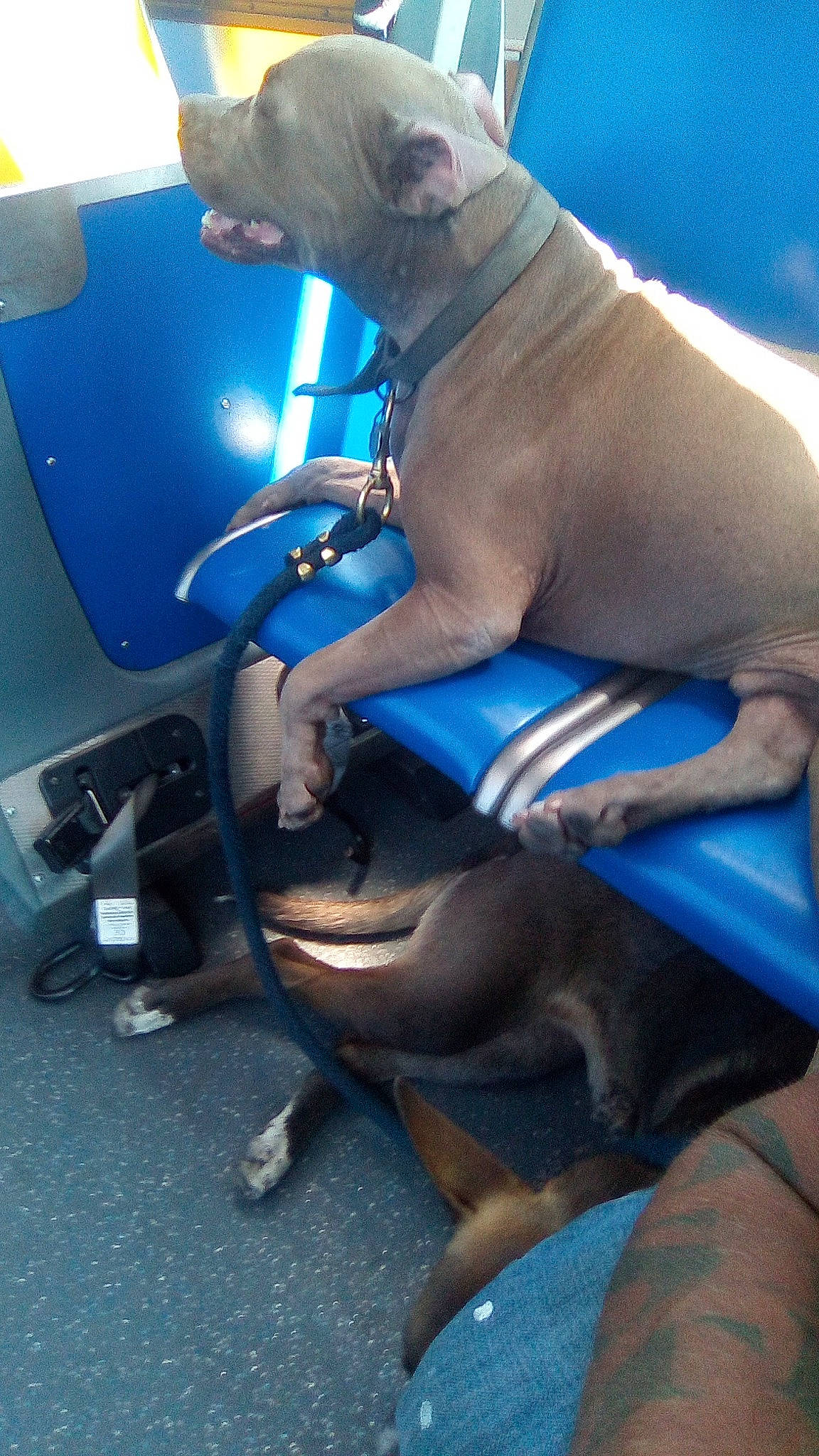 Tortanic joined the competition — help win amazing prizes! canidae, carnivore, chair, collar, comfort, companion_dog, dog, dog_breed, dog_collar, dog_supply, electric_blue, fawn, fender, human_leg, liver, pet_supply, recreation, snout, sporting_group, working_animal