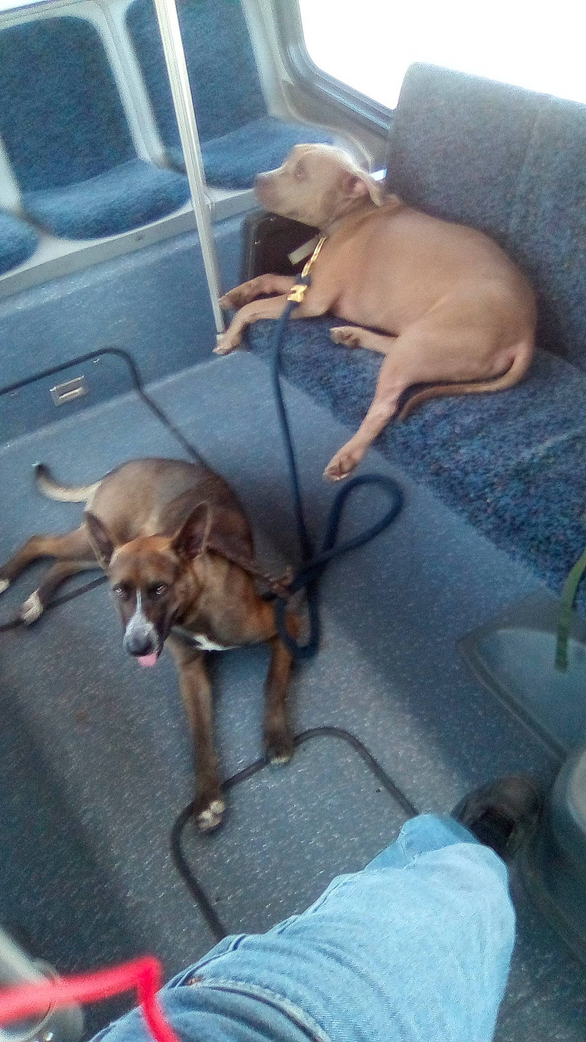 Tortanic joined the competition — help win amazing prizes! canidae, carnivore, chair, collar, comfort, companion_dog, dog, dog_breed, door, fawn, leash, mammal, pet_supply, sporting_group, vehicle, vehicle_door, vertebrate, working_animal