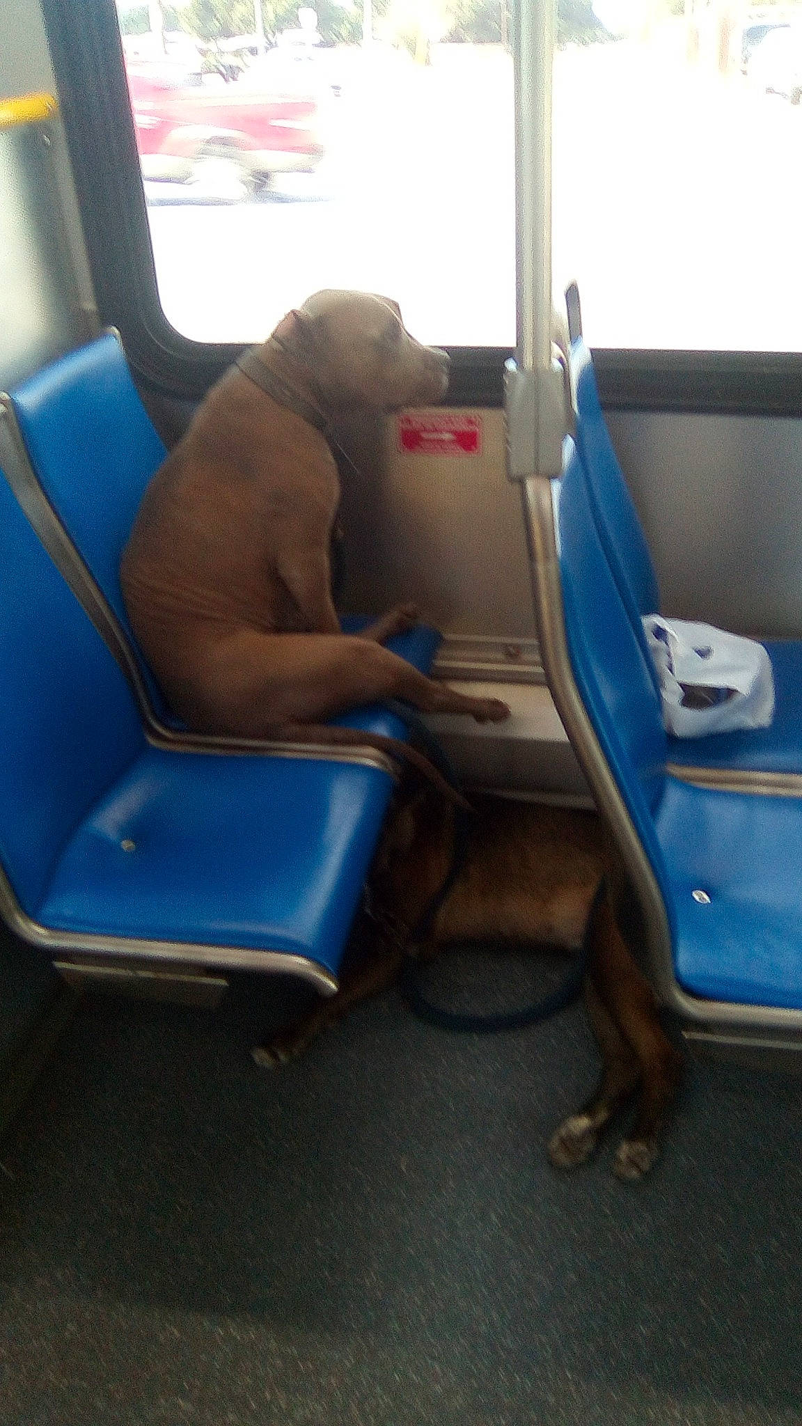 Tortanic joined the competition — help win amazing prizes! armrest, auto_part, automotive_design, automotive_exterior, car_seat, chair, comfort, dog, electric_blue, flooring, fun, human_leg, leisure, mode_of_transport, motor_vehicle, passenger, public_transport, sitting, vehicle, window