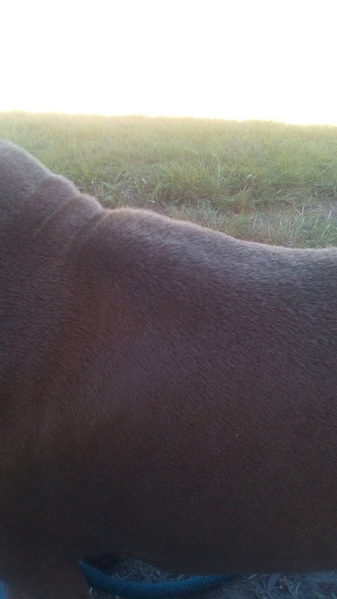 Tortanic is registered to the contest to win money with this photo: aeolian_landform, fur, grass, grassland, horizon, human_leg, landscape, ocean, pasture, prairie, rock, soil, steppe, wildlife