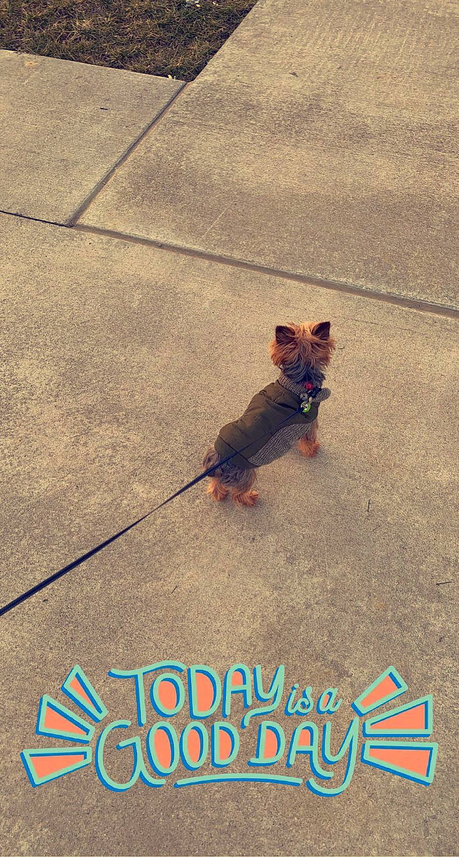 Harley is registered to the contest to win money with this photo: asphalt, canidae, carnivore, companion_dog, dog, dog_breed, dog_supply, fashion_accessory, fawn, felidae, flooring, font, leash, line, paw, road_surface, sidewalk, snout, sporting_group, tail