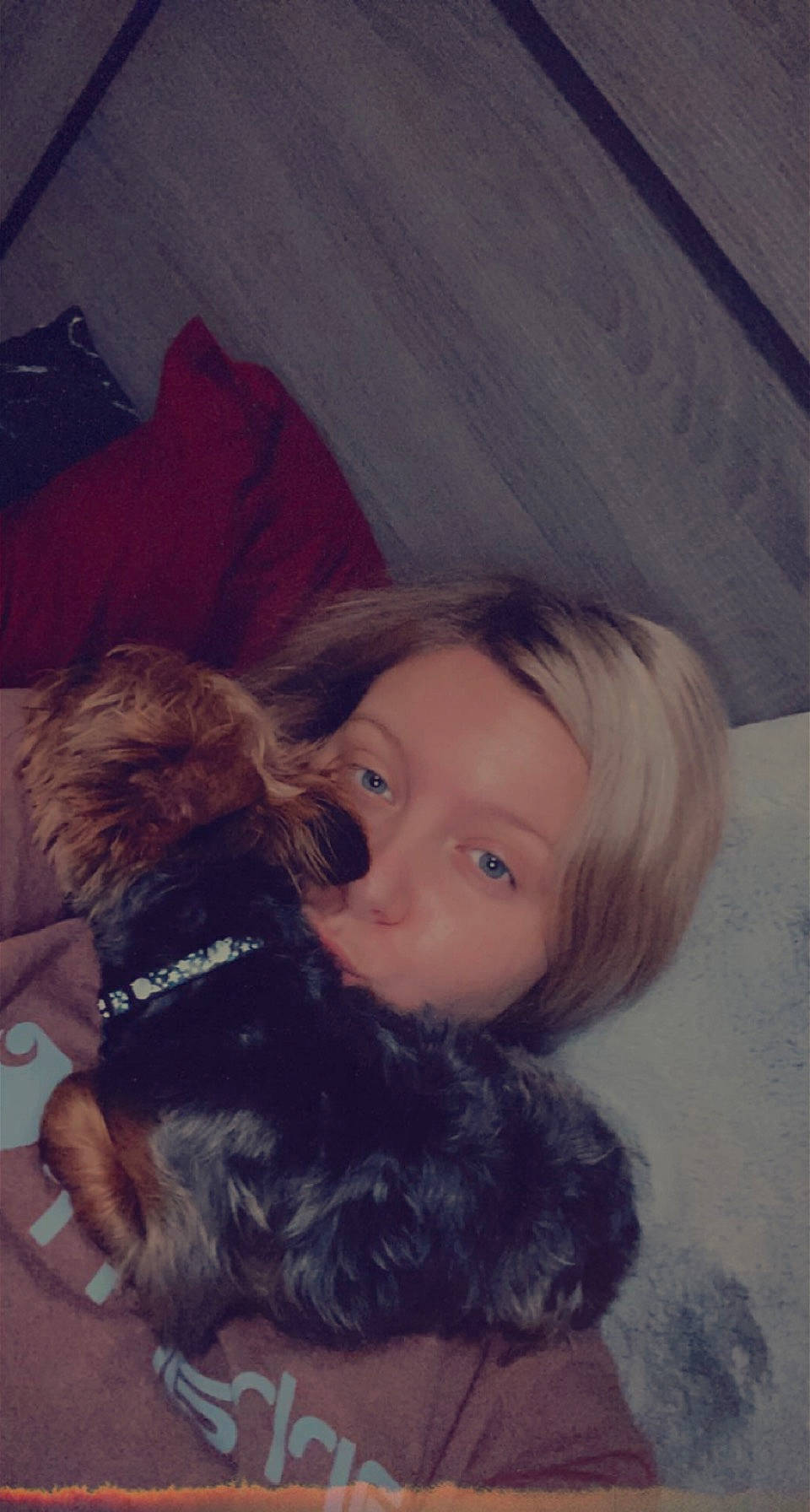 Harley is registered to the contest to win money with this photo: brown_hair, carnivore, companion_dog, dog, dog_breed, ear, eyelash, fawn, fun, fur, happy, iris, liver, long_hair, nose, selfie, skin, sporting_group, terrier, toy_dog