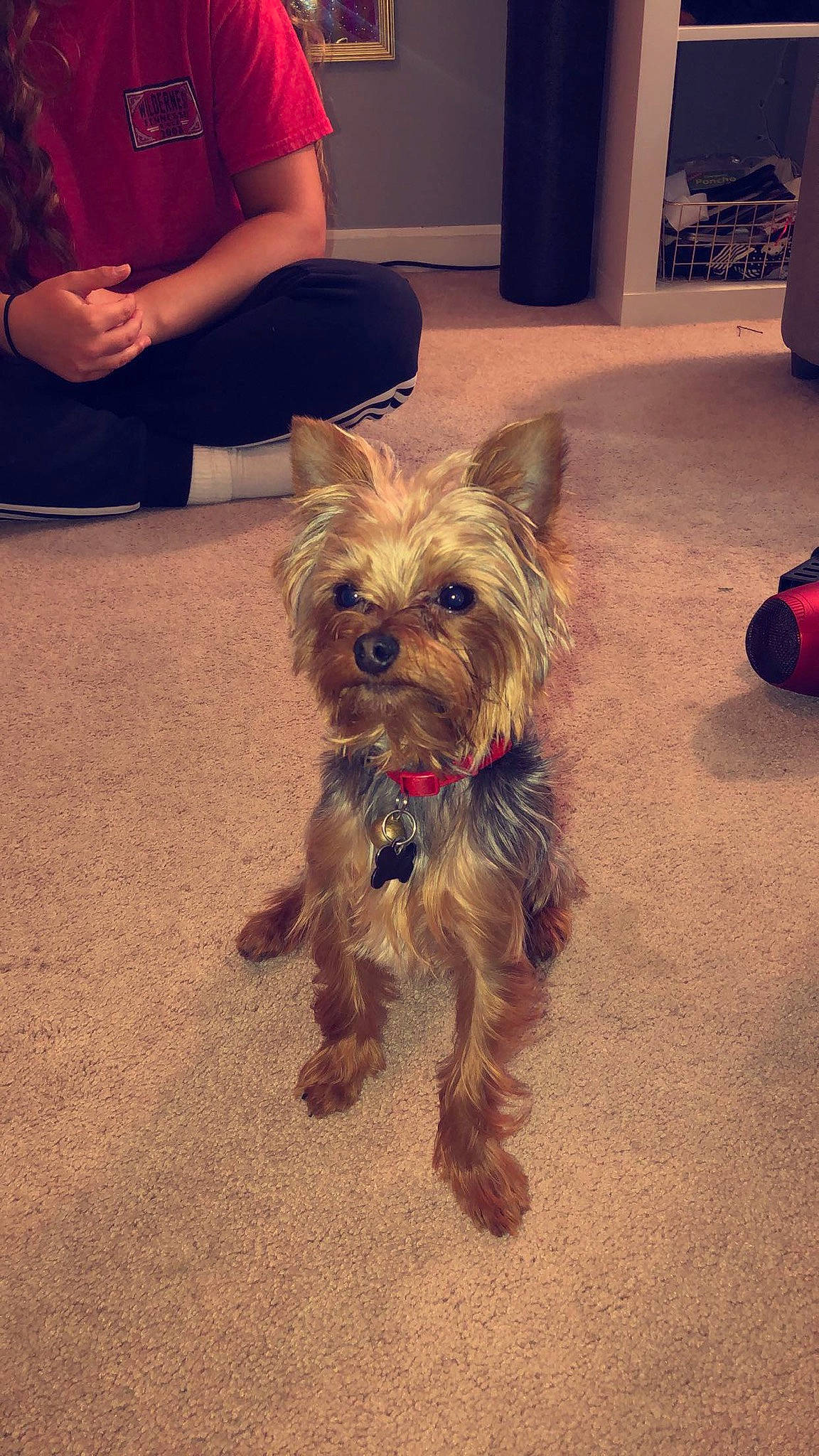 Harley joined the competition — help win amazing prizes! biewer_terrier, canidae, carnivore, companion_dog, dog, dog_breed, dog_clothes, dog_supply, fawn, flooring, fur, maltepoo, puppy_love, small_terrier, snout, sporting_group, terrier, toy_dog, working_animal, yorkipoo