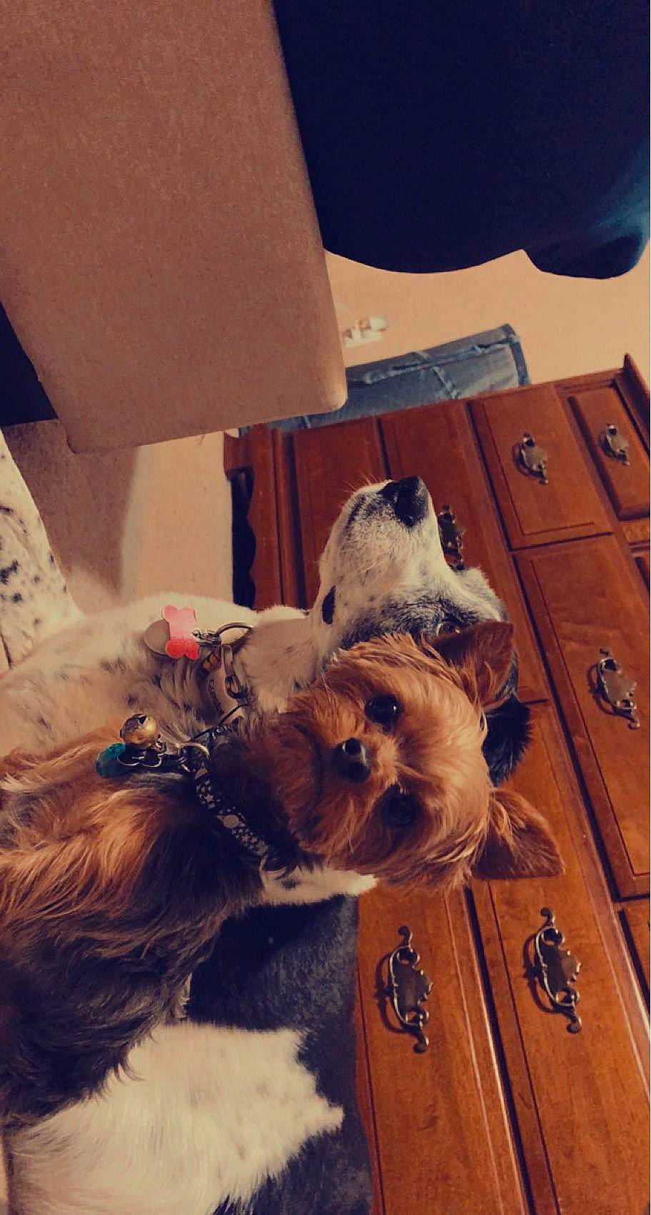 Harley is registered to the contest to win money with this photo: carnivore, comfort, companion_dog, dog, dog_breed, dog_supply, fawn, felidae, floor, flooring, fur, hardwood, mammal, pet_supply, small_to_medium_sized_cats, snout, toy_dog, vertebrate, wood, working_animal