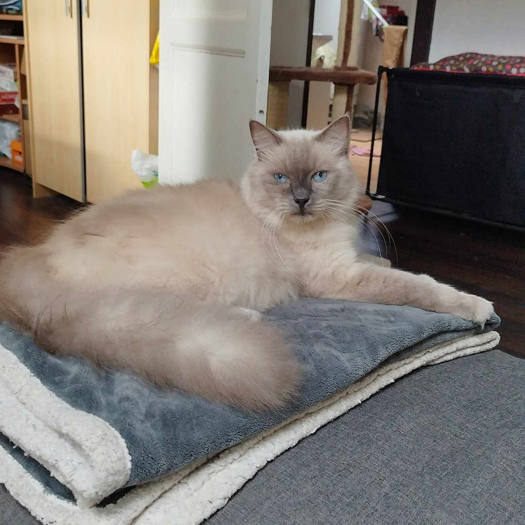 Prince