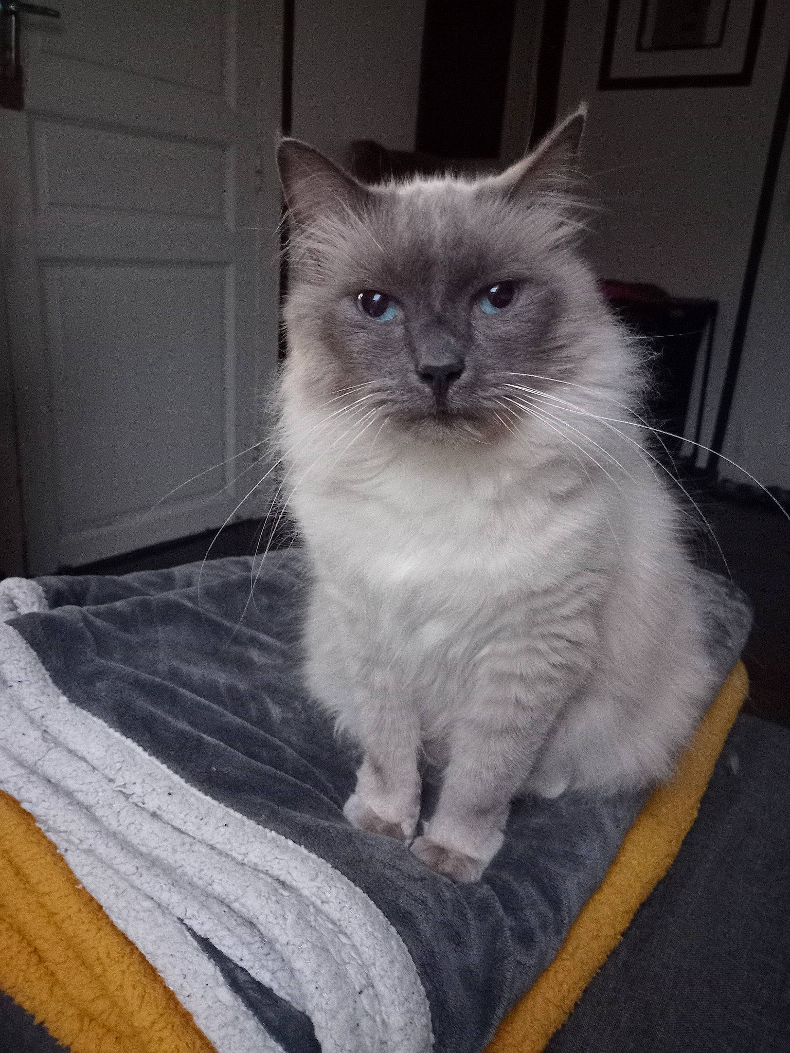 Prince participe au concours pour gagner de l'argent avec cette photo : box, british_longhair, carnivore, cat, comfort, domestic_short_haired_cat, eye, fawn, felidae, flooring, fur, grey, hardwood, paw, ragdoll, small_to_medium_sized_cats, snout, tail, whiskers, window