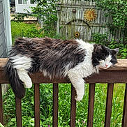Cuda joined the competition — help win amazing prizes! cat, black_and_white, long_hair, fluffy, pet, animal, feline, face, eyes, whiskers, nose, paws, tail, wooden_deck, railing, backyard, garden, greenery, fence, outdoors