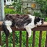 cat, black_and_white, long_hair, fluffy, pet, animal, feline, face, eyes, whiskers, nose, paws, tail, wooden_deck, railing, backyard, garden, greenery, fence, outdoors