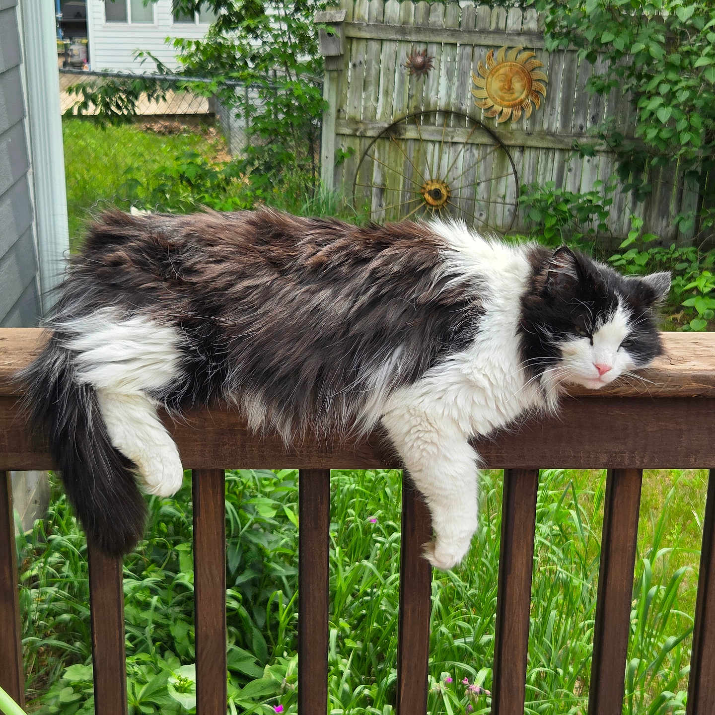 Cuda joined the competition — help win amazing prizes! cat, black_and_white, long_hair, fluffy, pet, animal, feline, face, eyes, whiskers, nose, paws, tail, wooden_deck, railing, backyard, garden, greenery, fence, outdoors