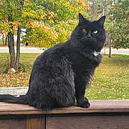 Bones is registered to the contest to win money with this photo: cat, black_cat, fluffy, longhair, sitting, outdoor, autumn, fall, trees, leaves, yard, garden, wooden_railing, deck, fence, grass, road, mismatched_eyes, portrait, pet