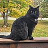 cat, black_cat, fluffy, longhair, sitting, outdoor, autumn, fall, trees, leaves, yard, garden, wooden_railing, deck, fence, grass, road, mismatched_eyes, portrait, pet
