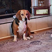 Moose joined the competition — help win amazing prizes! animal, beagle, black, brown, carpet, cute, decorative_box, dog, ears, floor, front_view, hearth, household, indoor, lantern, looking, pet, rug, sitting, white