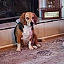 animal, beagle, black, brown, carpet, cute, decorative_box, dog, ears, floor, front_view, hearth, household, indoor, lantern, looking, pet, rug, sitting, white