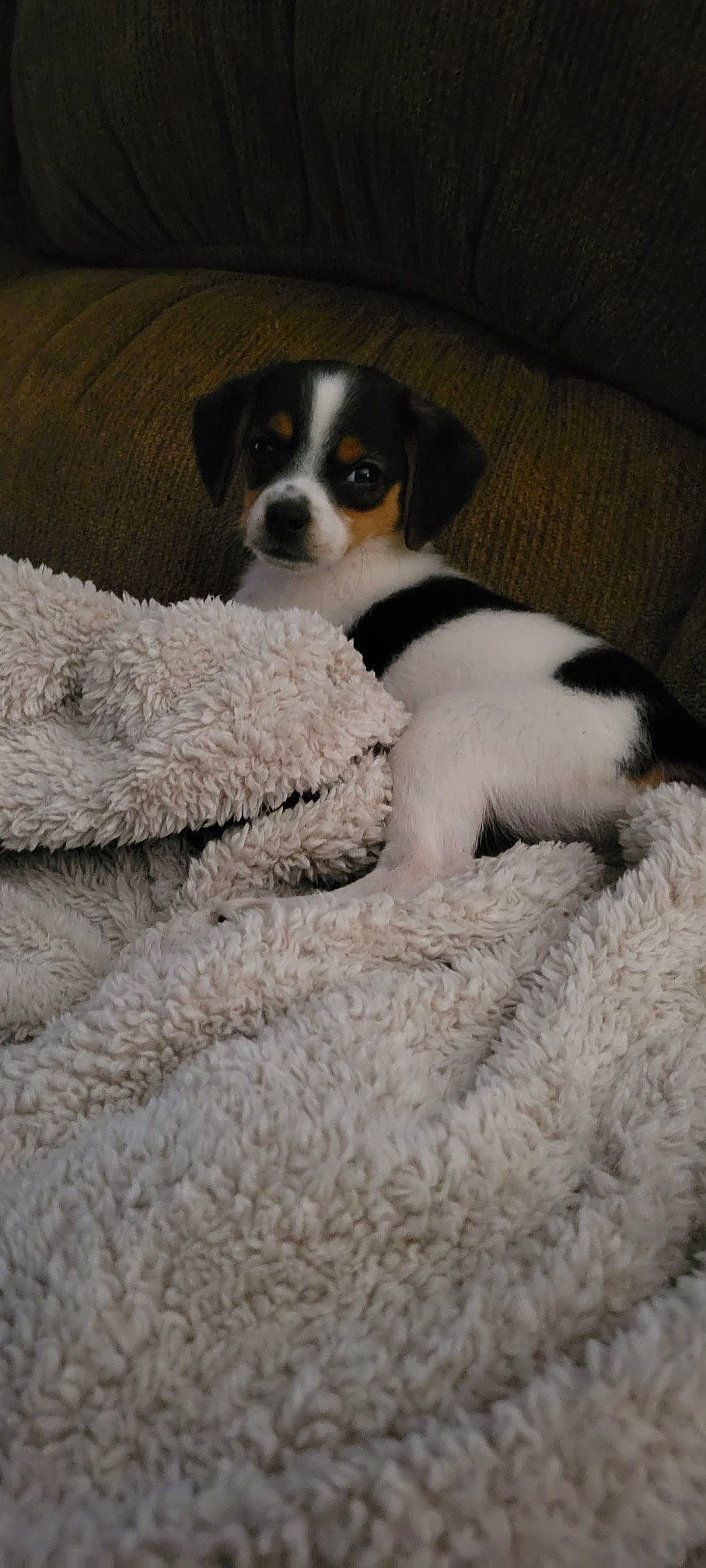 Stella is registered to the contest to win money with this photo: canidae, carnivore, comfort, companion_dog, dog, dog_breed, fur, linens, paw, small_terrier, snout, sporting_group, terrestrial_animal, terrier, toy_dog, whiskers, working_animal