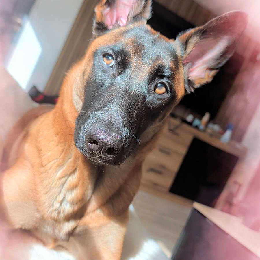 Ava participe au concours pour gagner de l'argent avec cette photo : animal, belgian_malinois, black_face, blanket, brown, canine, closeup, cozy, curious, dog, ears, floor, furniture, head_tilt, indoor, pet, portrait, relaxed, sunlight, wooden_cabinet
