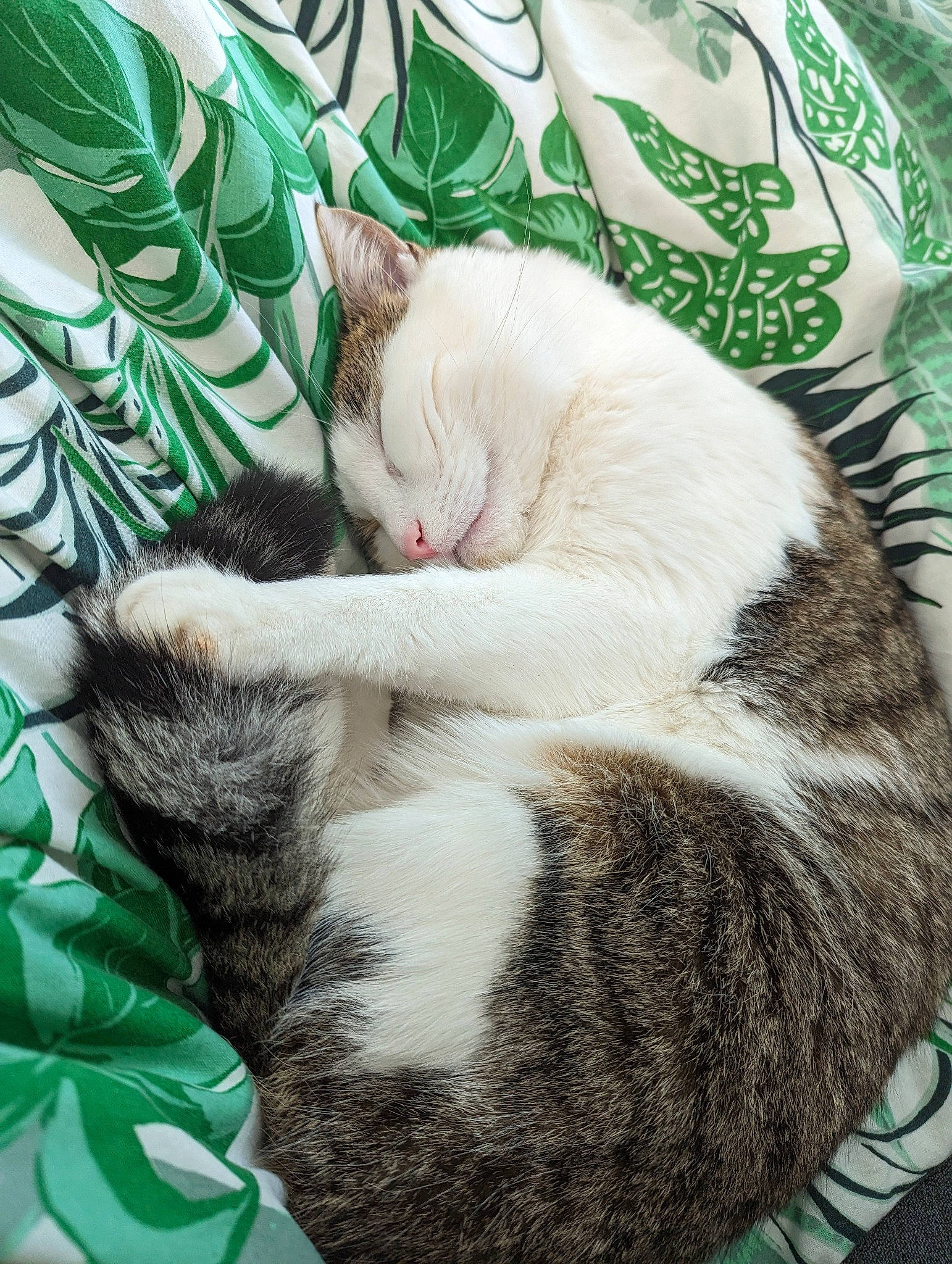 Buzz is registered to the contest to win money with this photo: carnivore, cat, claw, comfort, domestic_short_haired_cat, felidae, fur, grass, green, nap, paw, plant, small_to_medium_sized_cats, snout, tail, tree, whiskers