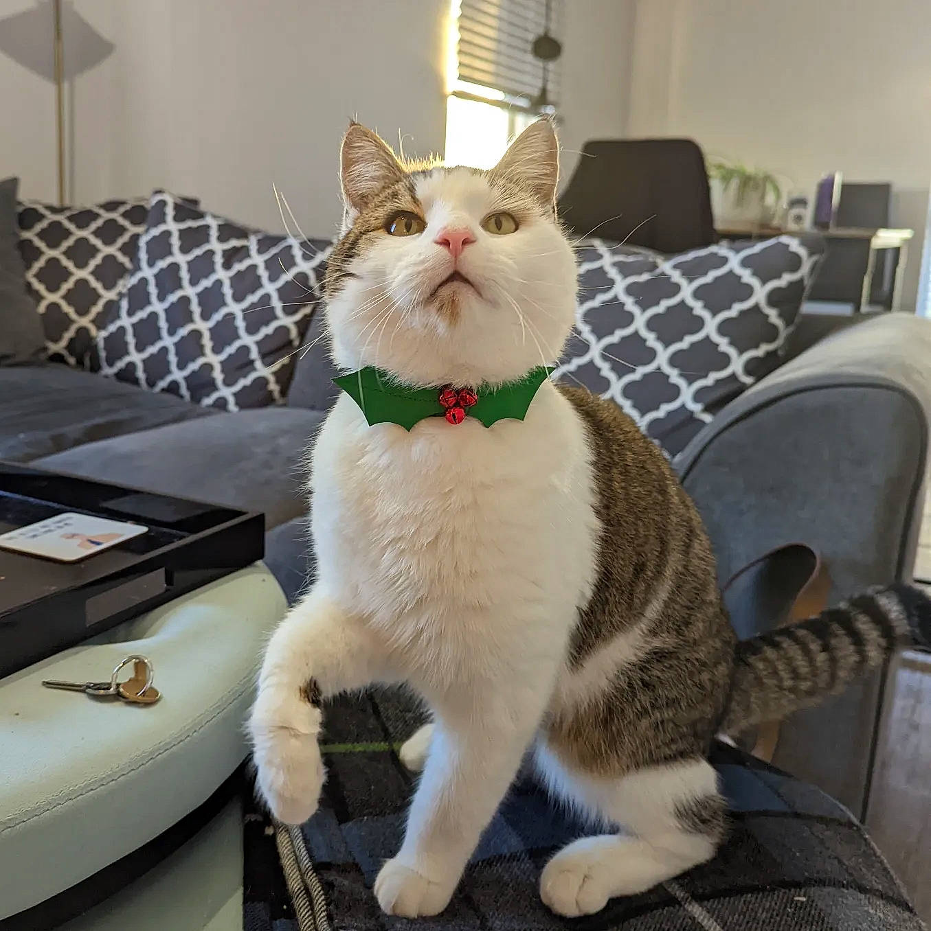 Buzz joined the competition — help win amazing prizes! carnivore, cat, cat_supply, chair, collar, comfort, couch, domestic_short_haired_cat, fawn, felidae, fur, lamp, living_room, paw, pet_supply, room, small_to_medium_sized_cats, snout, tail, whiskers