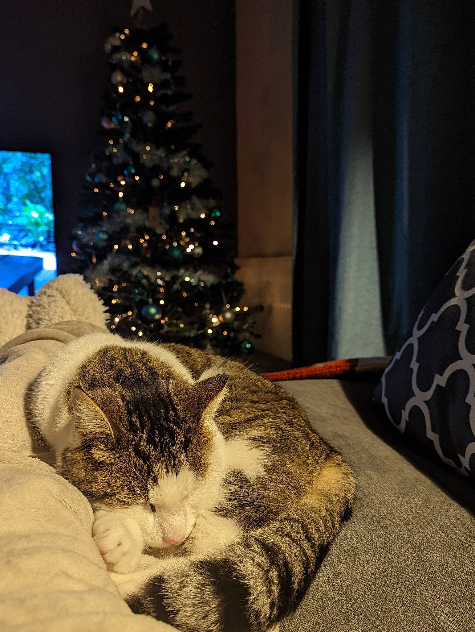 Buzz joined the competition — help win amazing prizes! carnivore, cat, christmas, christmas_decoration, christmas_ornament, christmas_tree, comfort, couch, domestic_short_haired_cat, event, felidae, holiday_ornament, living_room, ornament, plant, small_to_medium_sized_cats, tail, tree, whiskers, window