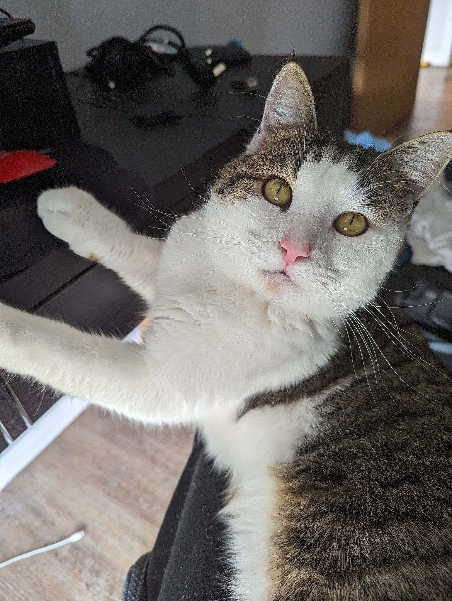 Buzz is registered to the contest to win money with this photo: carnivore, cat, claw, comfort, computer_keyboard, domestic_short_haired_cat, felidae, fur, mammal, paw, small_to_medium_sized_cats, tail, whiskers, window