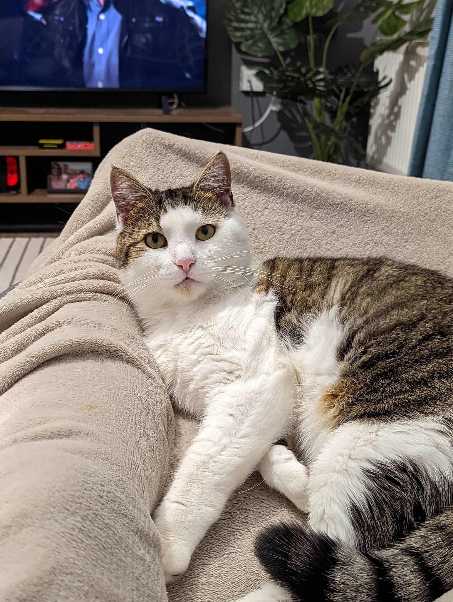 Buzz joined the competition — help win amazing prizes! cable_television, carnivore, cat, comfort, domestic_short_haired_cat, entertainment_center, felidae, fur, led_backlit_lcd_display, paw, picture_frame, plant, sitting, small_to_medium_sized_cats, snout, tail, television, television_set, whiskers, window