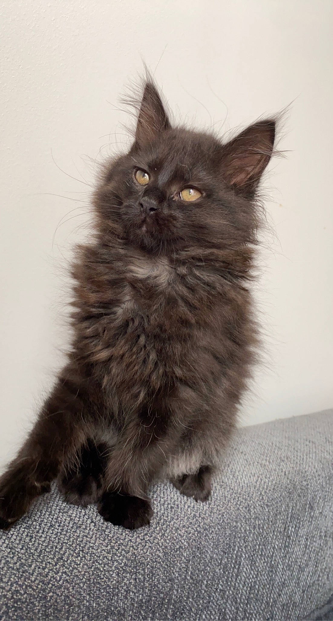 Iris participe au concours pour gagner de l'argent avec cette photo : black_cat, british_longhair, carnivore, cat, claw, domestic_short_haired_cat, felidae, flooring, fur, grey, iris, maine_coon, monochrome, monochrome_photography, paw, small_to_medium_sized_cats, snout, tail, terrestrial_animal, whiskers