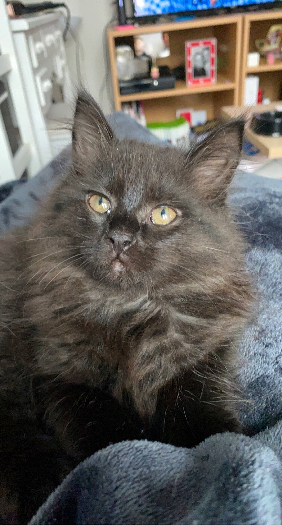 Iris participe au concours pour gagner de l'argent avec cette photo : black_cat, british_longhair, carnivore, cat, claw, domestic_short_haired_cat, felidae, fur, grey, iris, shelf, small_to_medium_sized_cats, snout, tail, terrestrial_animal, whiskers, window