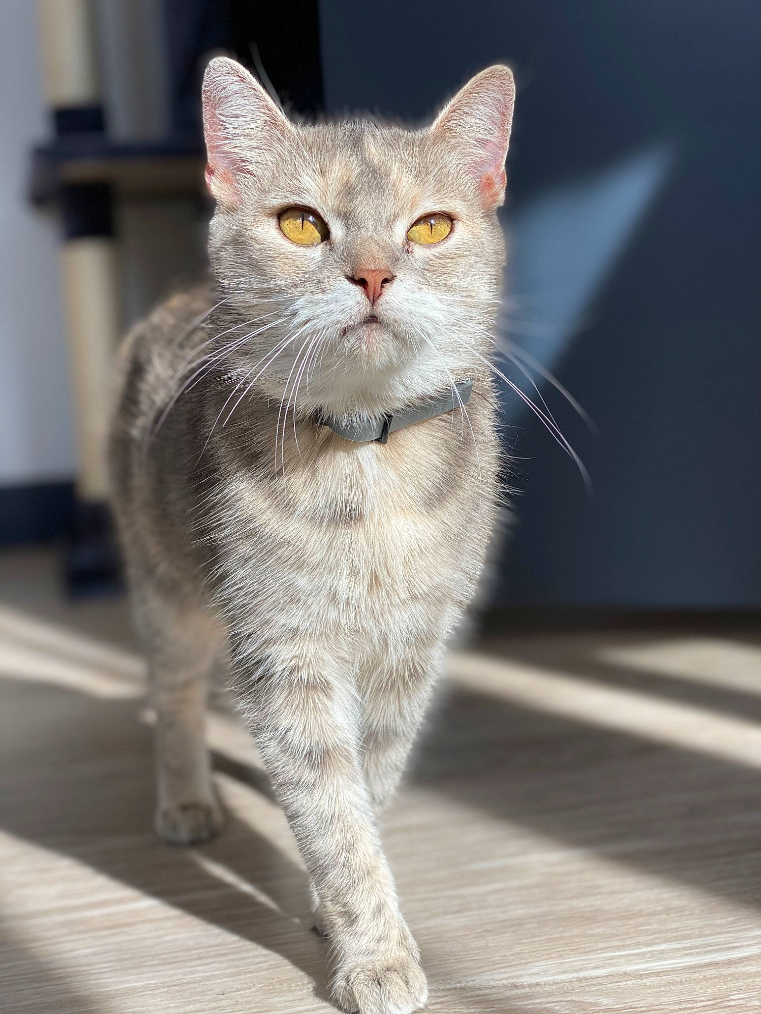 Ines participe au concours pour gagner de l'argent avec cette photo : balance, carnivore, cat, claw, domestic_short_haired_cat, fawn, felidae, fur, grey, paw, photo_caption, sitting, small_to_medium_sized_cats, snout, tail, terrestrial_animal, whiskers, window