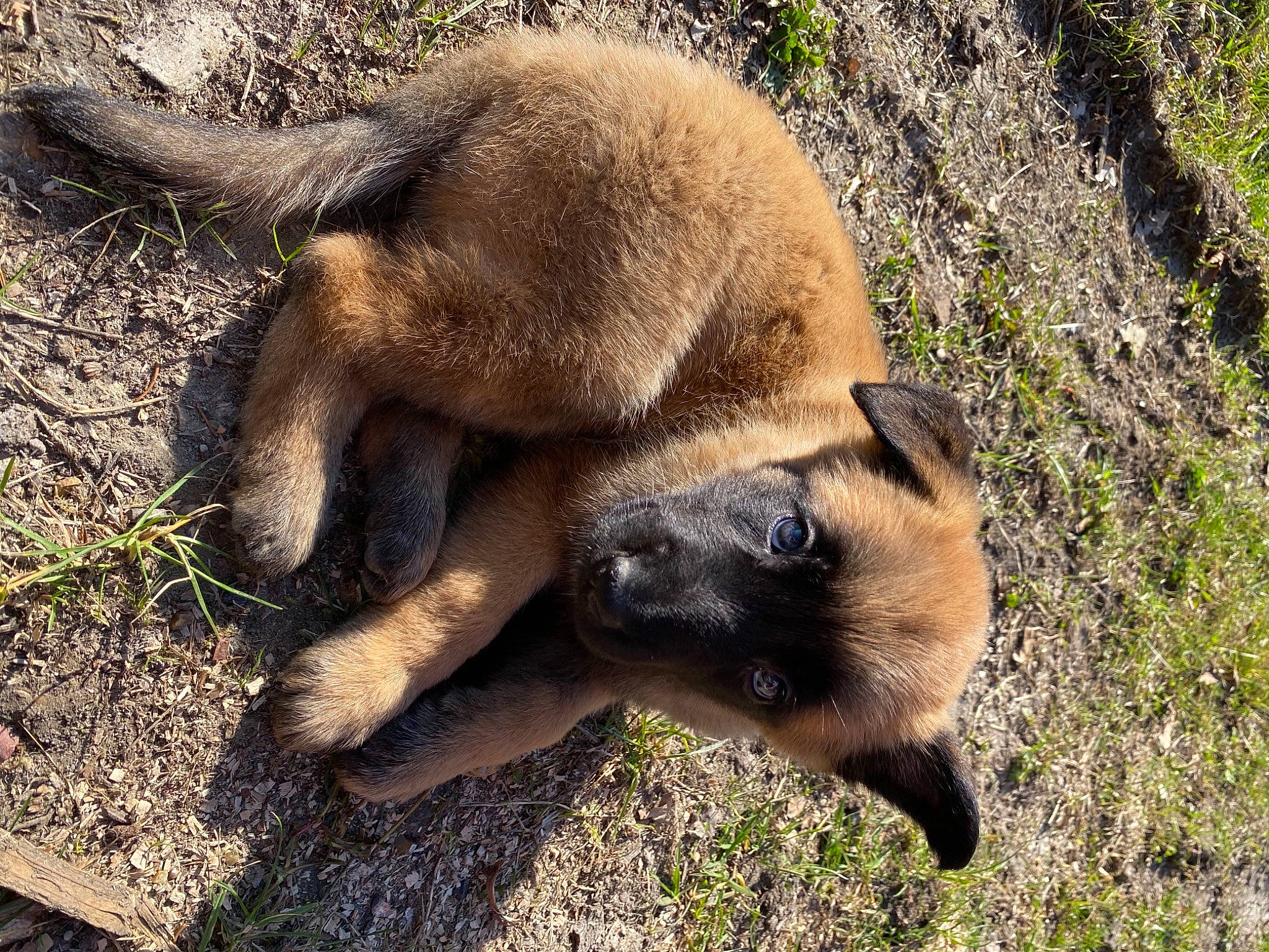 Roxy participe au concours pour gagner de l'argent avec cette photo : carnivore, dog_breed, fawn, fur, grass, snout, terrestrial_animal, wildlife